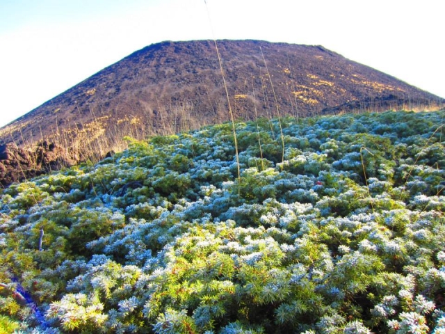  Flora Sicula 